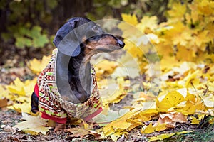Beautiful dachshund dog, black and tan, dressed in a multi-colored sweater, for a walk in the autumn park, against the background