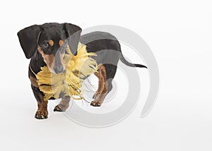 Beautiful dachshund with gold feather collar in the studio