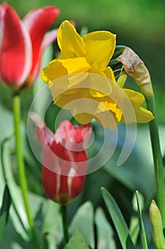 Beautiful daffodil corolla