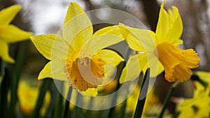 Beautiful Daffodil Flower Closeup of an 