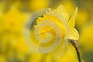 Beautiful daffodil flower in the garden