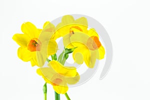 Beautiful daffodil flower isolated on white background