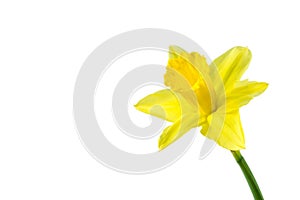 Beautiful daffodil flower isolated on white background