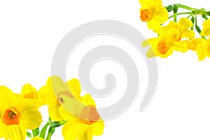 Beautiful daffodil flower isolated on white background