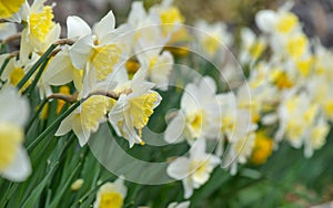 beautiful daffodils blooming in a flower bed