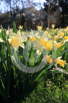 Daffodils in spring