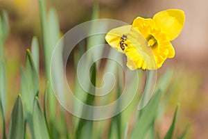 Beautiful daffodils in spring against a tender background. bee collects honey. Narcissus pseudonarcissus