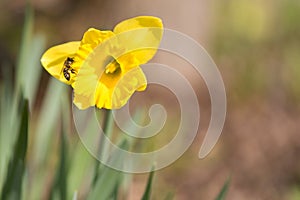 Beautiful daffodils in spring against a tender background. bee collects honey. Narcissus pseudonarcissus