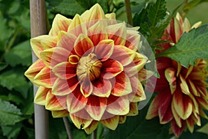 Beautiful dahlia