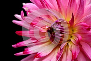 Beautiful dahlia