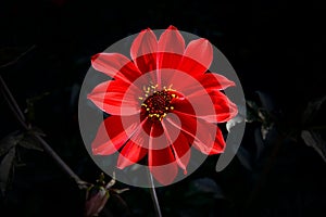 Beautiful Dahlia `Bishop of Llandaff` against bokeh background