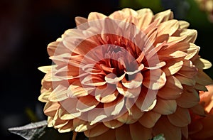 Beautiful Dahlia bloom close-up