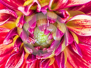 Beautiful Dahlia Bloom Close Up