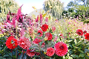 Beautiful dahlia blooming