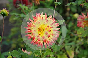 A beautiful Dahlia blossom growing in the summer garden