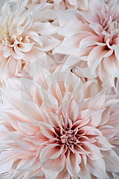 Dahlia - Cafe au Lait in bloom photo