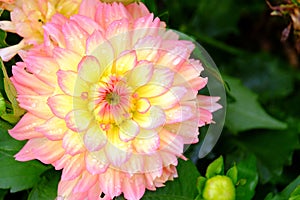 Beautiful dahlia close up