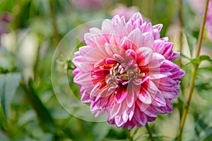 Beautiful dahlia close-up that bloom on a sunny day