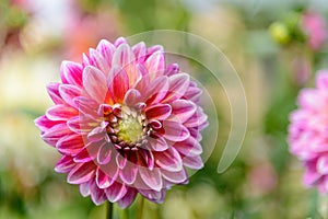 Beautiful dahlia close-up that bloom on a sunny day