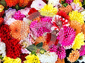 Beautiful Dahlia Colorful Mix Bouquet for Autumn Fall Decorations and Celebrations