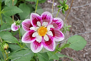 Beautiful dahlia with contrasting colours of pink and white with yellow stamens