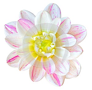 Beautiful Dahlia Dahlie isolated on white background, including clipping path.