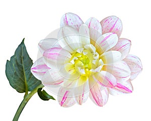 Beautiful Dahlia Dahlie isolated on white background, including clipping path