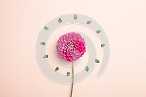 Beautiful dahlia flower