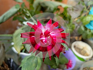 beautiful dahlia flower