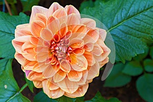 Beautiful dahlia flower