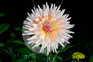 Beautiful dahlia flower