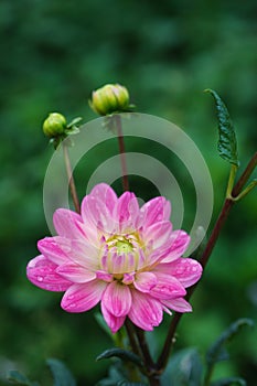 Beautiful dahlia flower