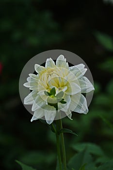 Beautiful dahlia flower