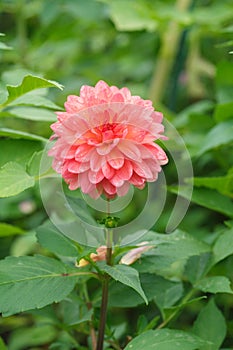 Beautiful dahlia flower