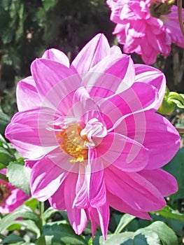 Beautiful dahlia flower of Assam ,might be a speacial item for Valentine& x27;s day.