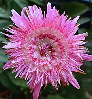 Beautiful Dahlia flower from Bangladesh garden