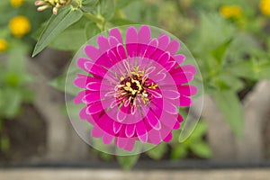 Beautiful dahlia flower in a bird\'s-eye view