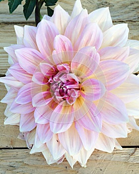 Beautiful Dahlia flower in bloom