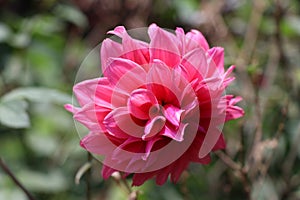 Beautiful Dahlia flower blooming in pinkish red