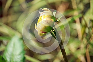 A Beautiful Dahlia Flower Bud