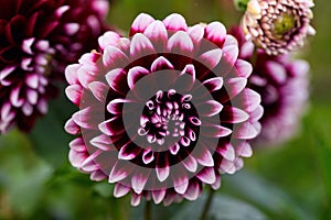 Beautiful Dahlia flower close-up in the garden. autumn mood