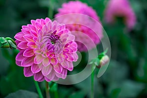 beautiful dahlia flower in dark day