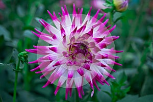 beautiful dahlia flower in dark day