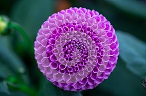 beautiful dahlia flower in dark day