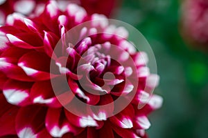 beautiful dahlia flower in dark day