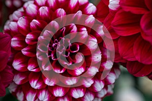 beautiful dahlia flower in dark day