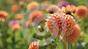 Beautiful dahlia flower in the garden.