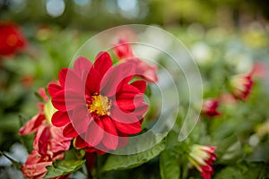 Beautiful dahlia flower in the garden, dahlias pomponous red. red flower in the garden in autumn the Light of the