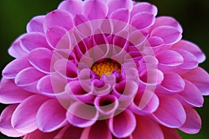 Beautiful dahlia flower in the garden, purple dahlia, dahlia macro, dahlia in the garden in autumn, spring