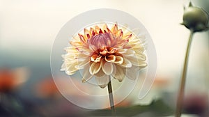 Beautiful dahlia flower in the garden. Selective focus